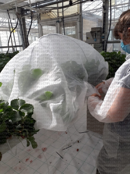 Cage en filet « insect-proof » en culture de fraise conduite en hors-sol, sur gouttière